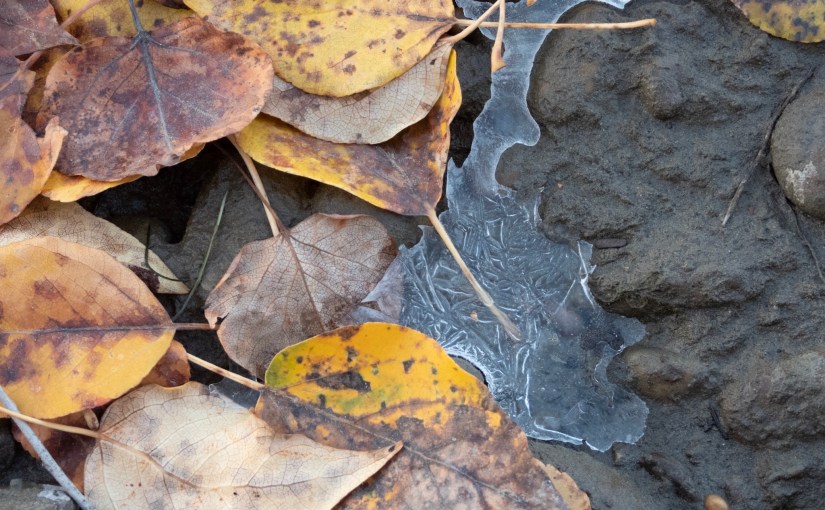 Project 366 – Post No. 194 – First&nbsp;ice