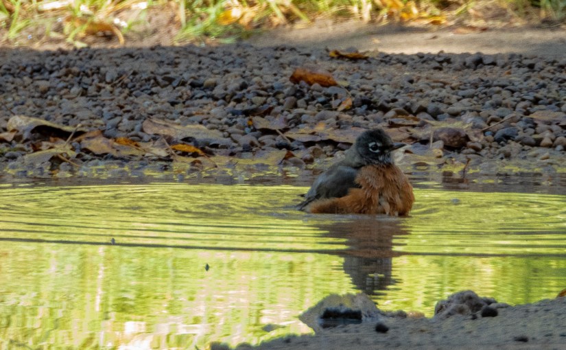 Project 366 – Post No. 187 – Morning&nbsp;bath