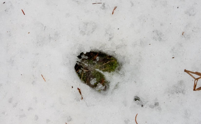 Project 366 – Post No. 233 – Tracks in the&nbsp;snow