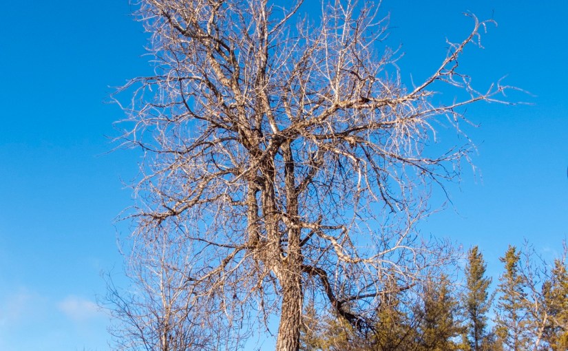 Project 366 – Post No. 243 – Gnarly&nbsp;tree