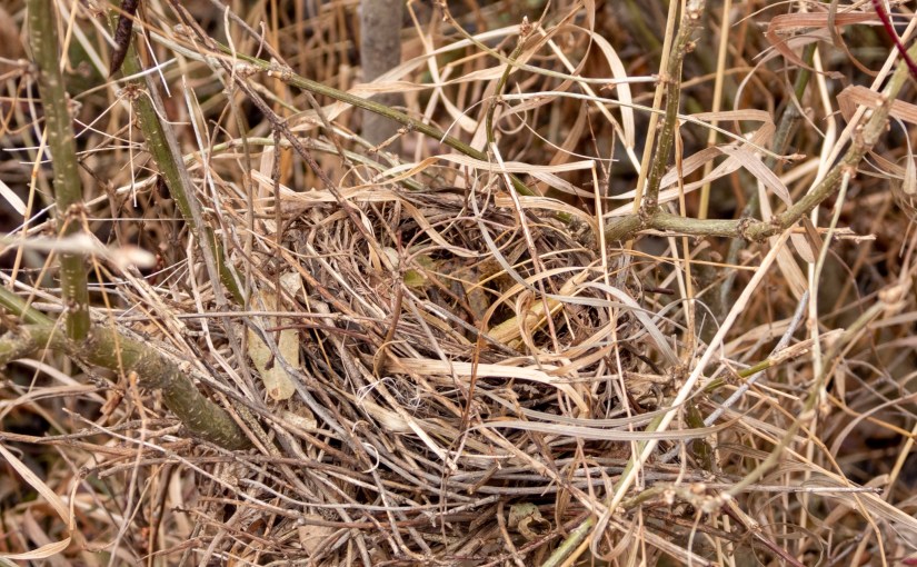 Project 366 – Post No. 226 – Ghillie&nbsp;nest