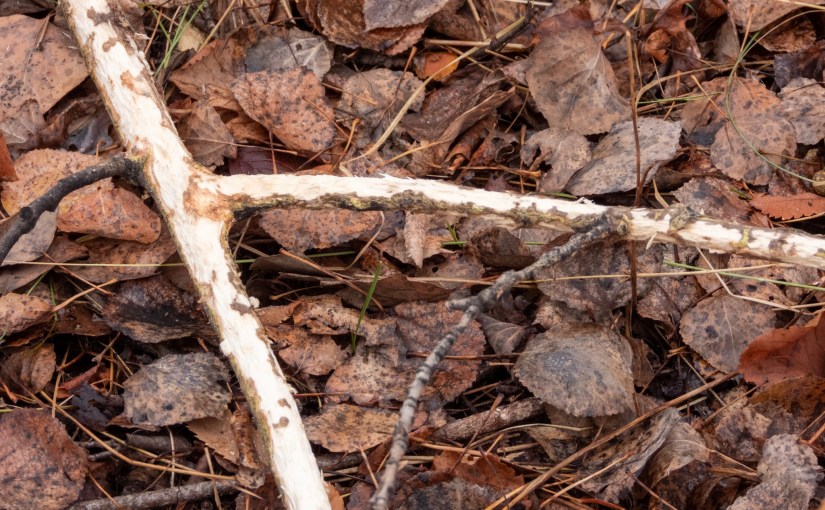 Project 366 – Post No. 223 – Debarked&nbsp;branches