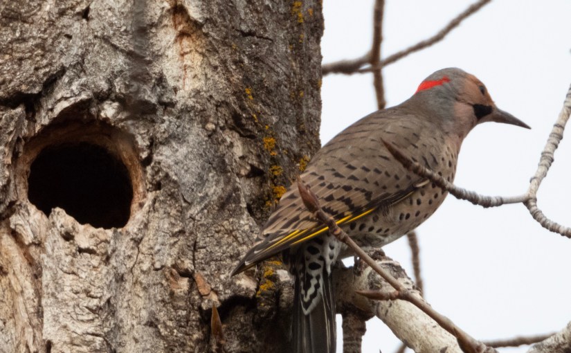 Project 366 – Post No. 218 – Northern&nbsp;flicker