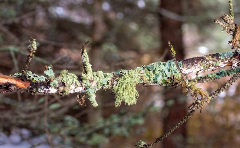 Project 366 – Post No. 237 – Boreal&nbsp;epiphytes