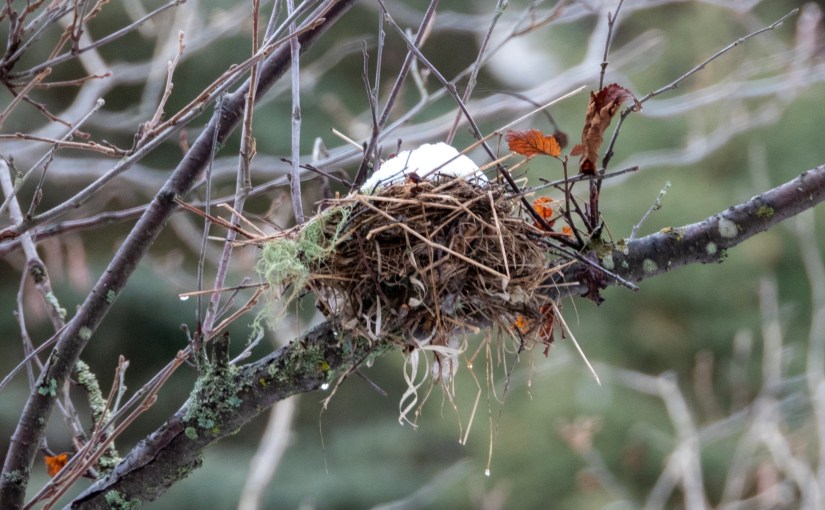 Project 366 – Post No. 234 – Snowy&nbsp;nest