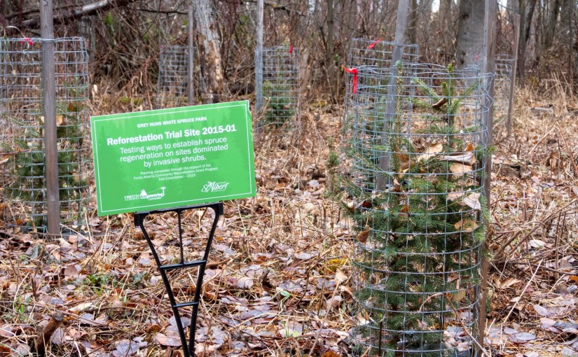 Project 366 – Post No. 221 –&nbsp;Reforestation