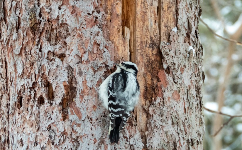 Project 366 – Post No. 261 – A year of&nbsp;birding