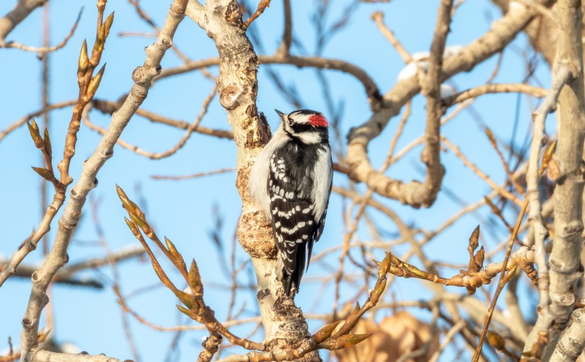 Project 366 – Post No. 299 – Male downy&nbsp;woodpecker