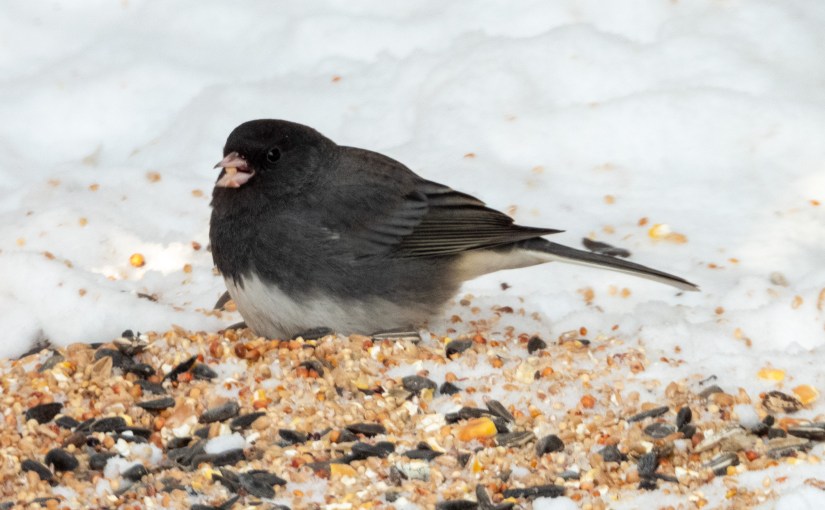 Project 366 – Post No. 295 – Dark-eyed&nbsp;Junco