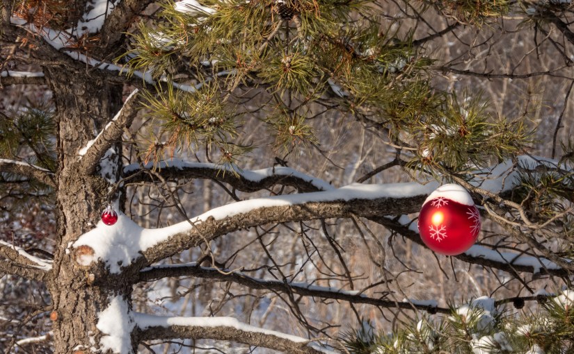 Project 366 – Post No. 309 – Post winter&nbsp;solstice