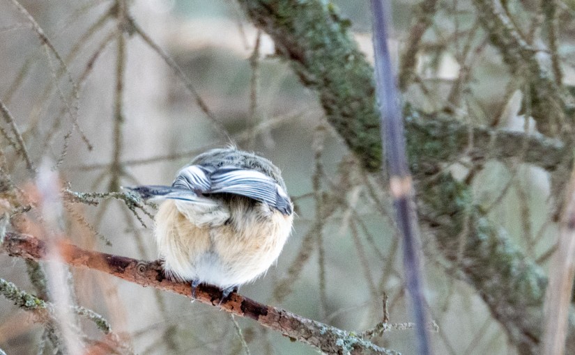 Project 366 – Post No. 316 – Feathery&nbsp;derrière