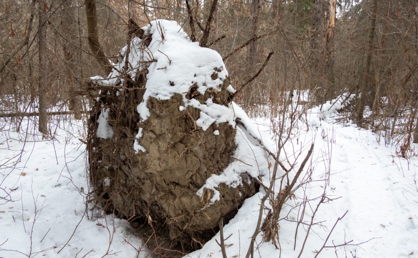 Project 366 – Post No. 317 –&nbsp;Windthrow