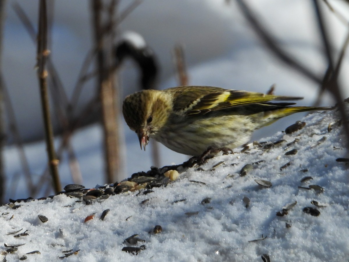 Project 366 – Post No. 349 – Pine Siskin eating sunflower&nbsp;seeds