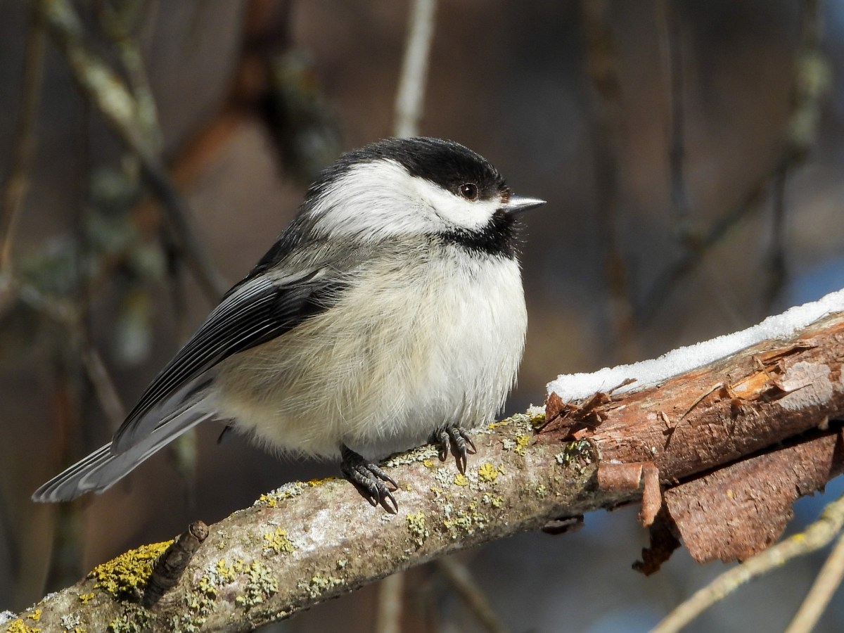 Project 366 – Post No. 351 – Black-capped Chickadee in&nbsp;repose