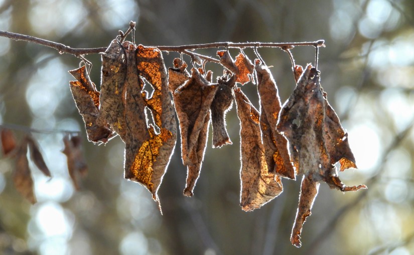 Project 366 – Post No. 335 – Longer&nbsp;days