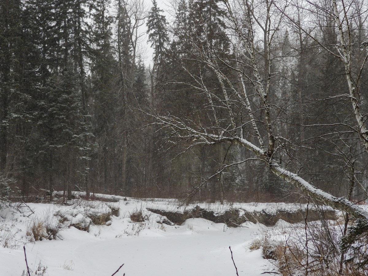 Project 366 – Post No. 347 – Spring or&nbsp;not?