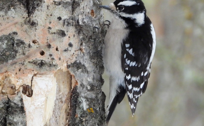 Project 366 – Post No. 364 – Downy&nbsp;Woodpecker