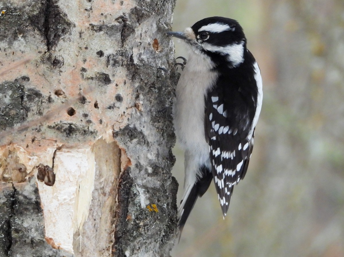Project 366 – Post No. 364 – Downy&nbsp;Woodpecker