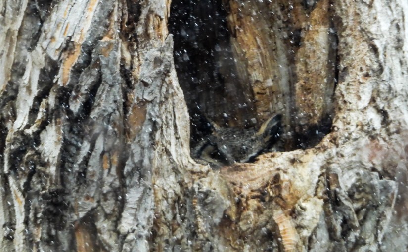 Project 366 – Post No. 344 – Owl in&nbsp;blizzard