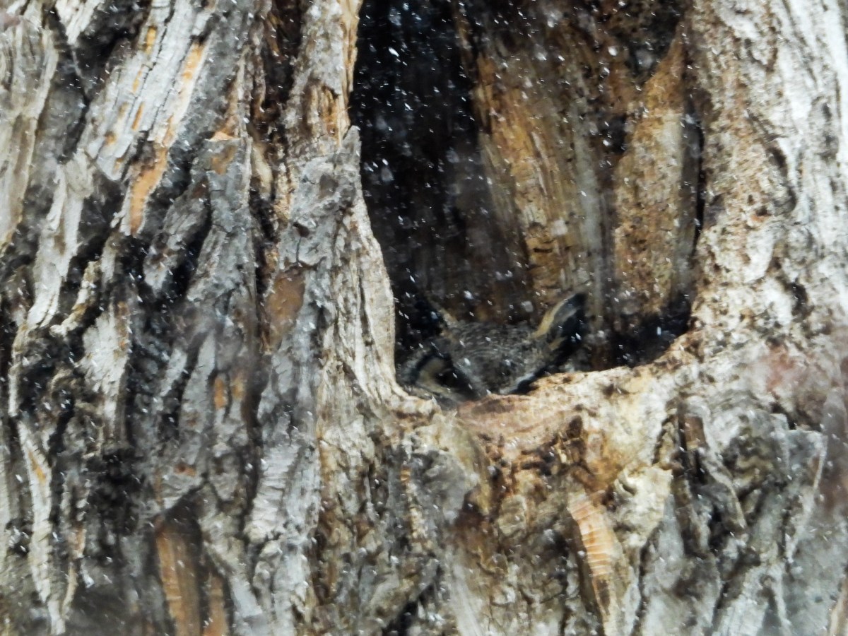 Project 366 – Post No. 344 – Owl in&nbsp;blizzard