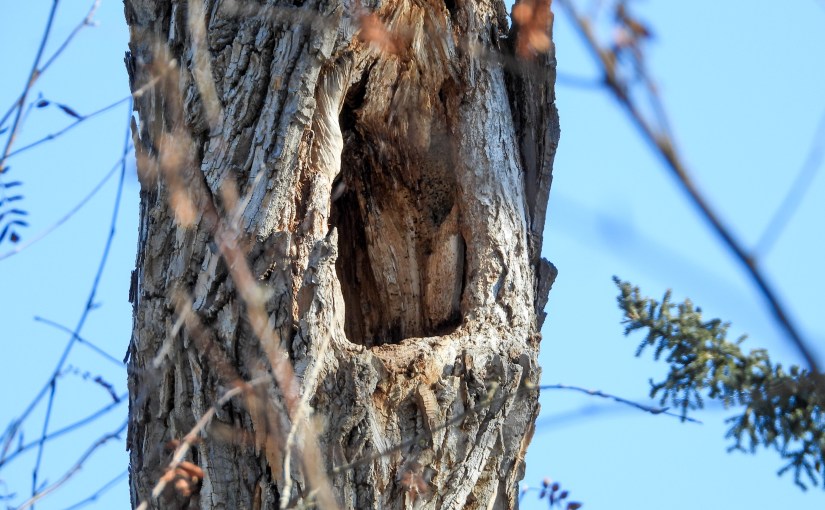 Project 366 – Post No. 352 – Nobody&nbsp;home?