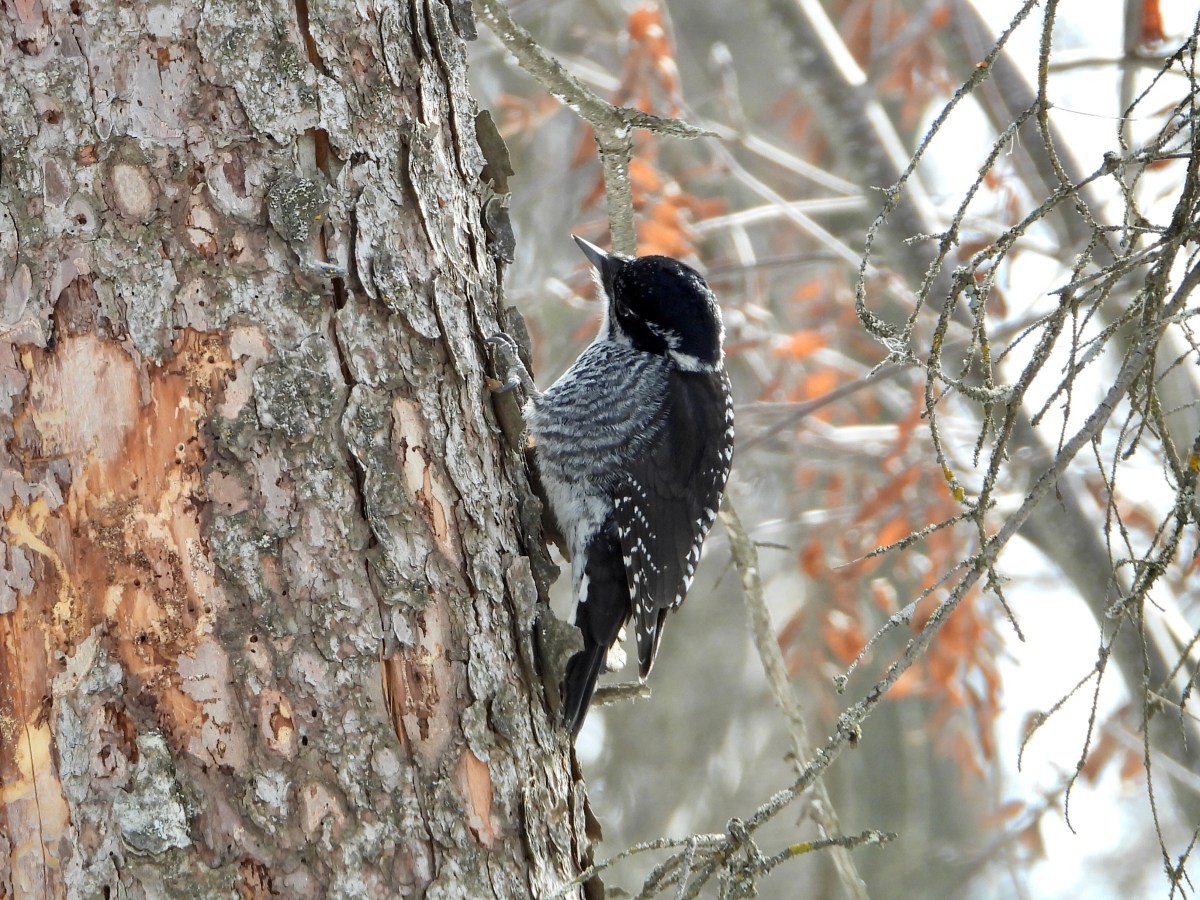 Project 366 – Post No. 362 – American Three-toed&nbsp;Woodpecker