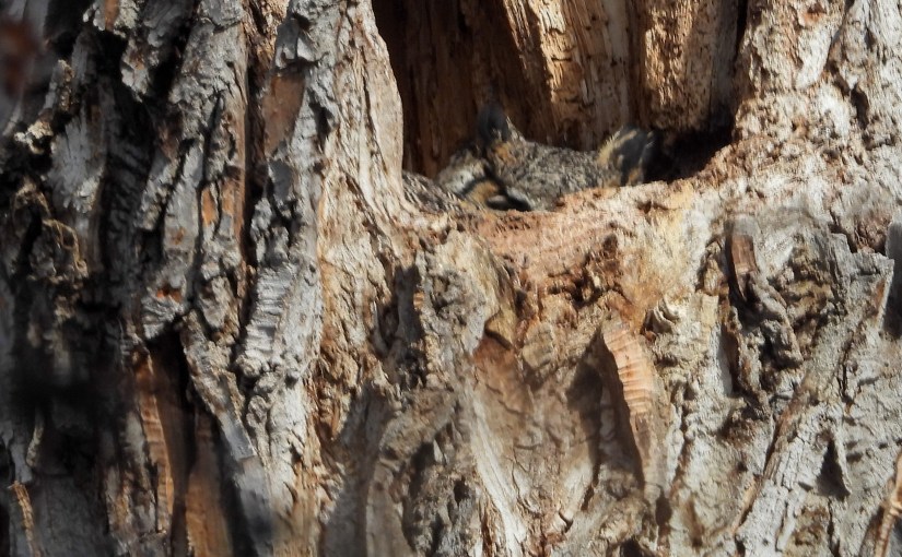 Project 366 – Post No. 336 – Mom and pops Great Horned Owls are&nbsp;back