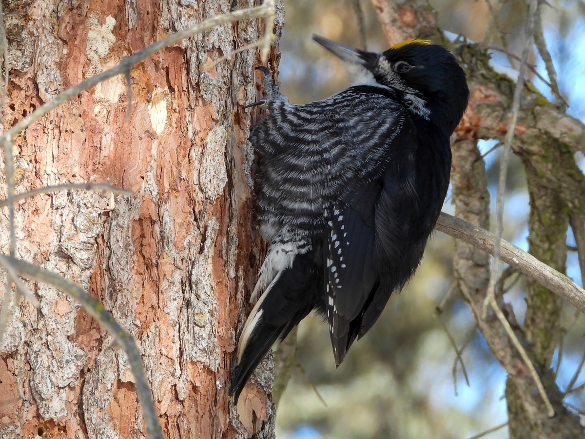 Project 366 – Post No. 353 – Black-backed&nbsp;Woodpecker