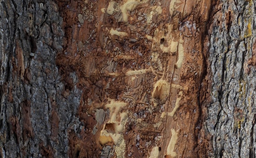 Project 366 – Post No. 354 – Black-backed Woodpecker&nbsp;damage