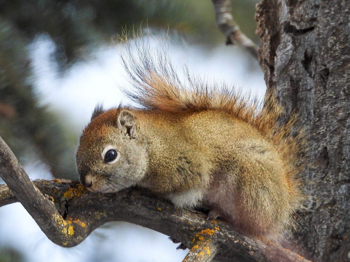 Project 366 – Post No. 357 – Squirrel in&nbsp;repose