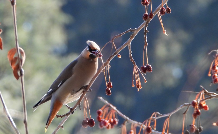 Project 366 – Post No. 356 – Bohemian&nbsp;Waxwings