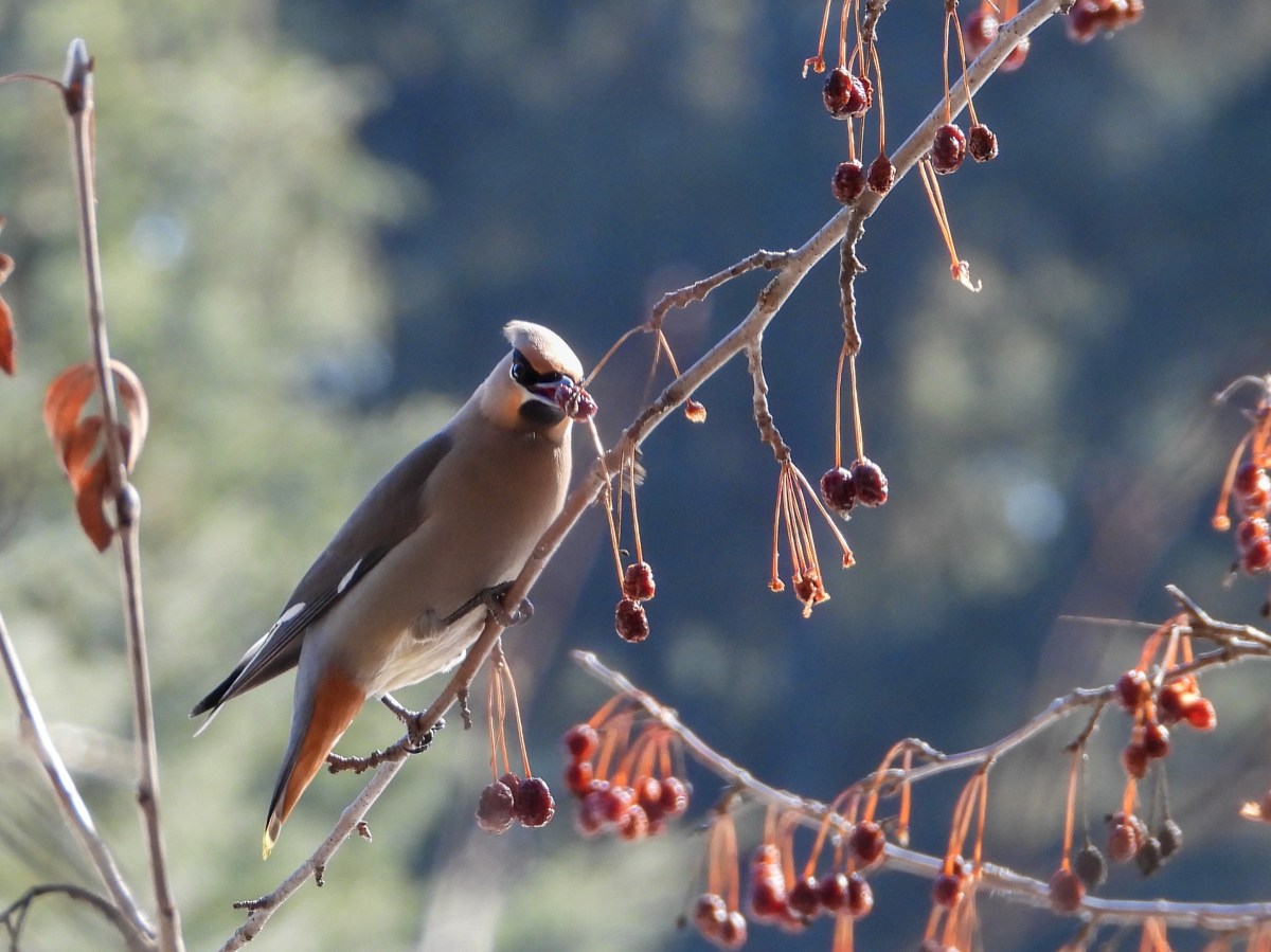 Project 366 – Post No. 356 – Bohemian&nbsp;Waxwings