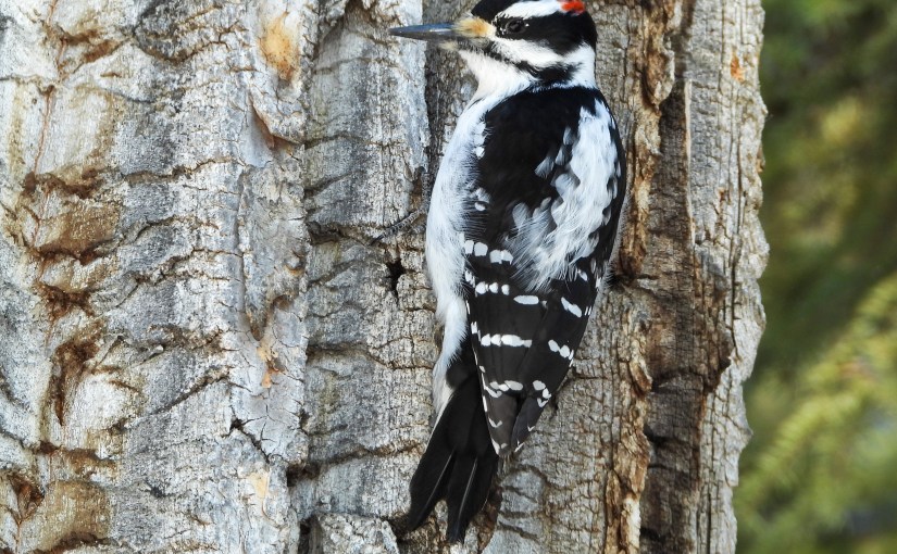 Project 366 – Post No. 358 – Hairy&nbsp;woodpecker