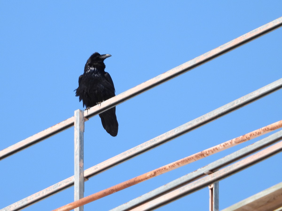 Project 366 – Post No. 359 – Common Raven on&nbsp;pipeline