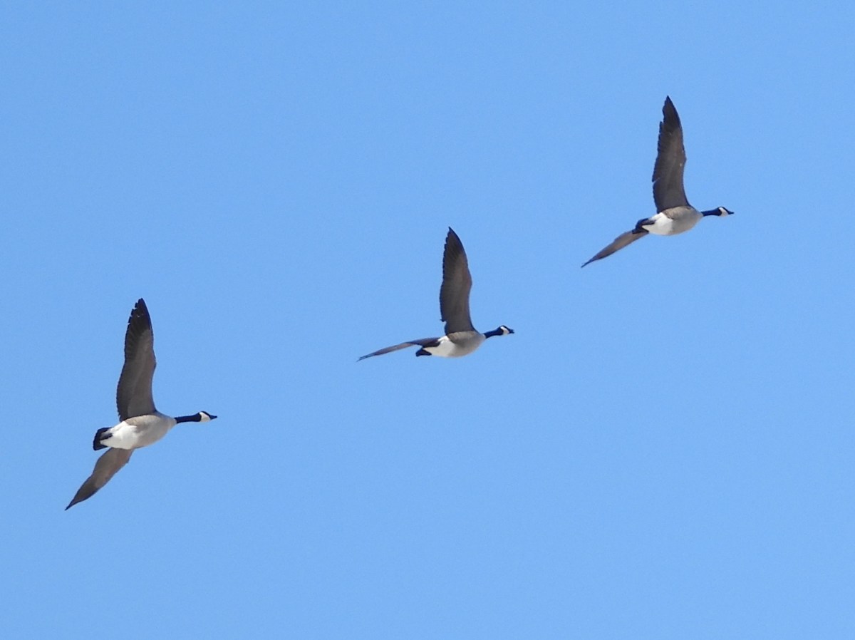 Project 366 – Post No. 355 – First day of&nbsp;spring