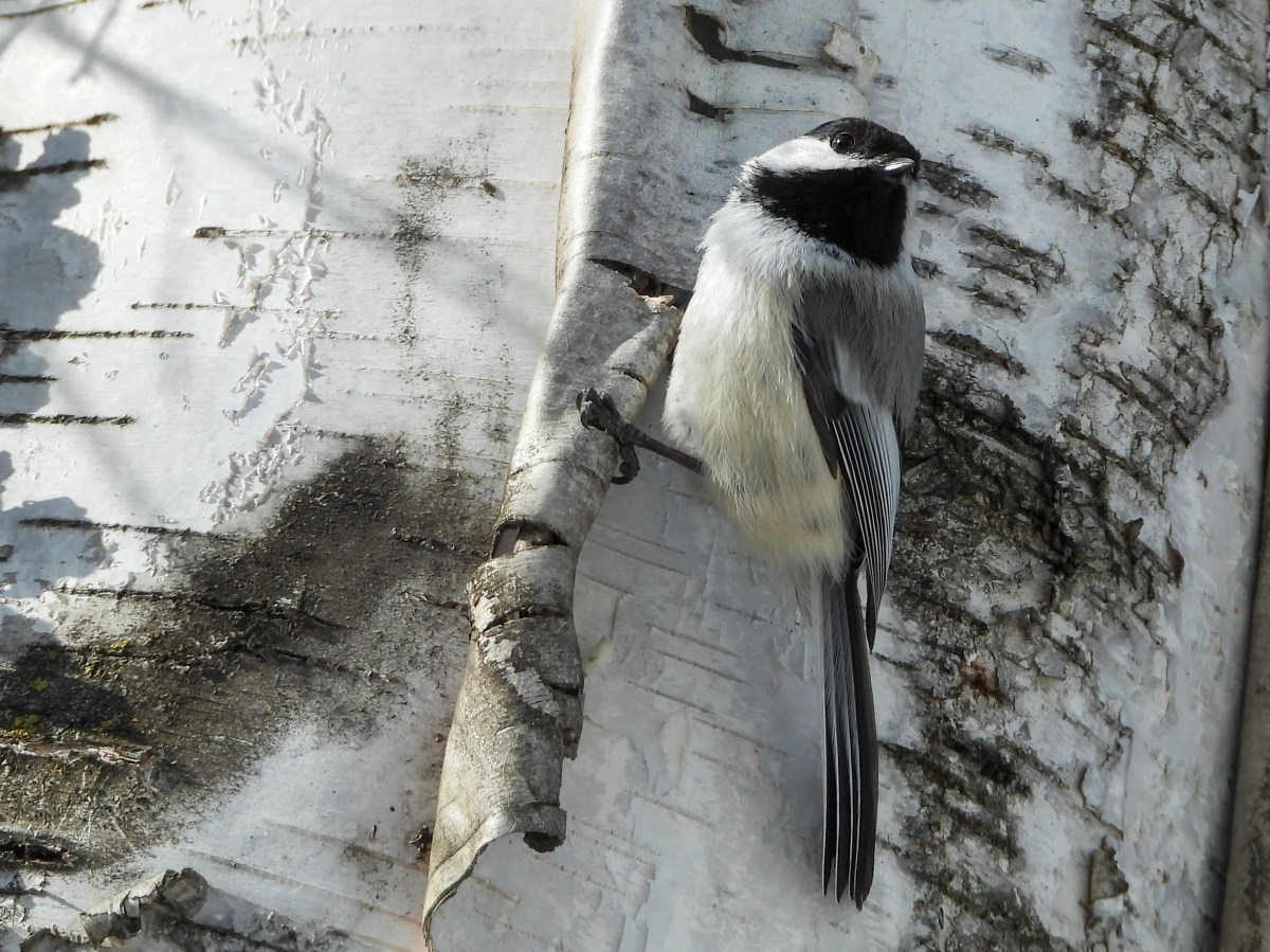 Project 366 – Post No. 360 – Black-capped Chickadee on&nbsp;birch