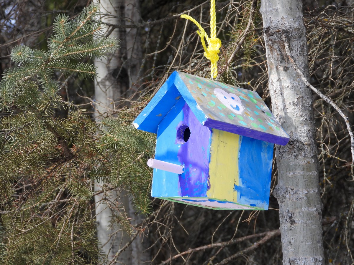 Project 366 – Post No. 361 – Colorful bird real&nbsp;estate