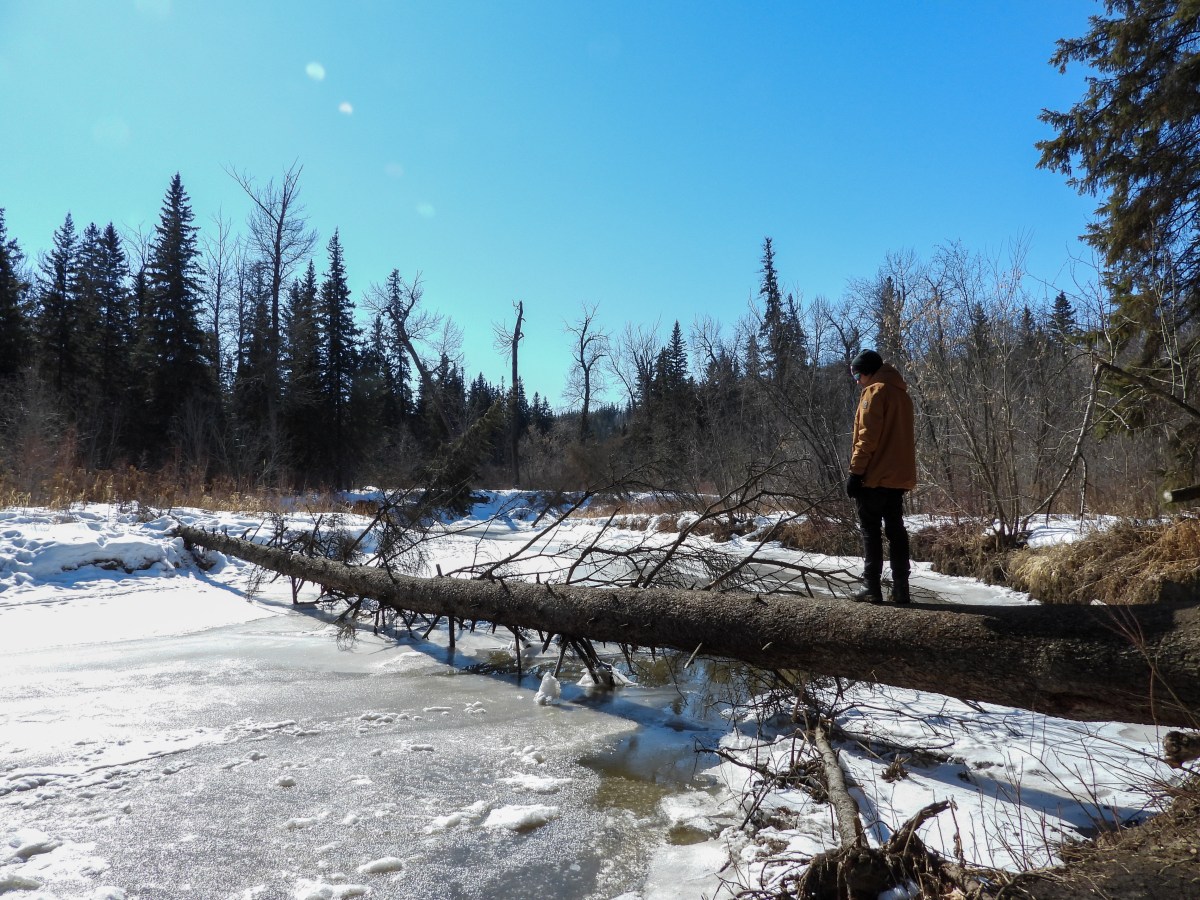 Project 366 – Post No. 366 – So long and thanks for all the&nbsp;birds