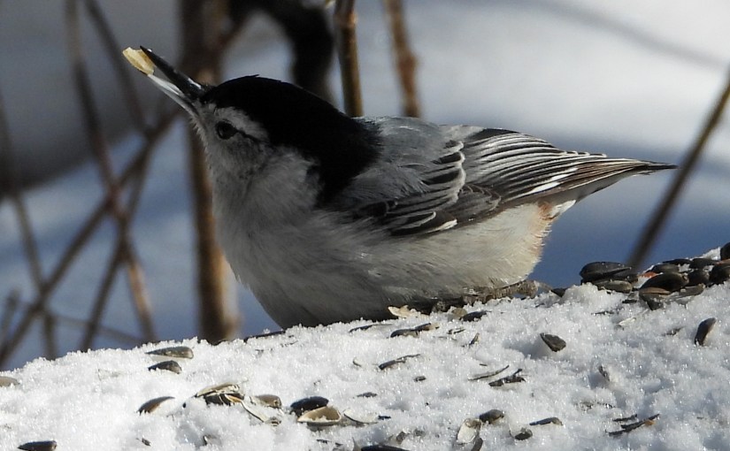 Project 366 – Post No. 350 – White-breasted Nuthatch eating sunflower&nbsp;seeds