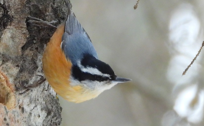 Project 366 – Post No. 363 – Red-breasted Nuthatch striking a&nbsp;pose