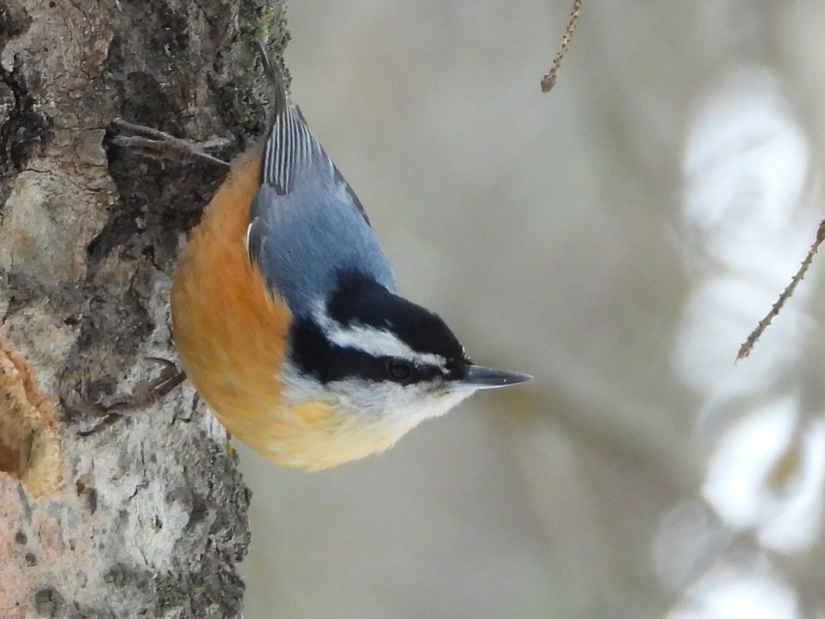 Project 366 – Post No. 363 – Red-breasted Nuthatch striking a&nbsp;pose