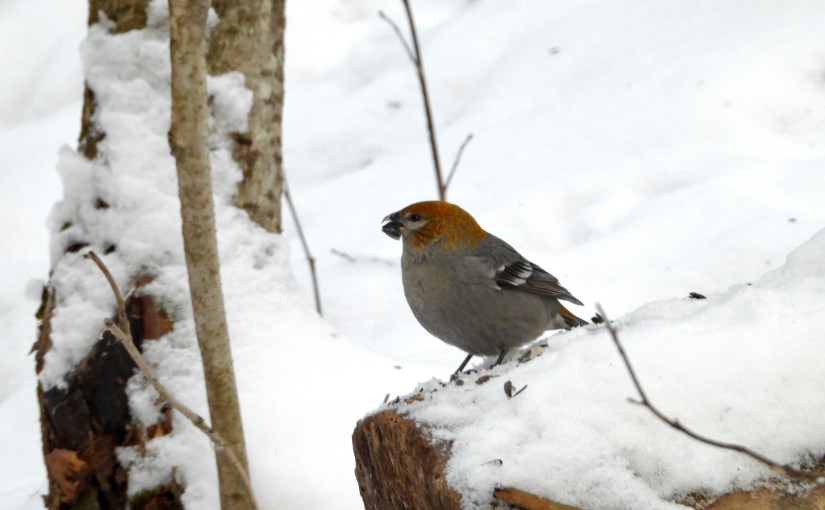 Anniversary Pine Grosbeaks