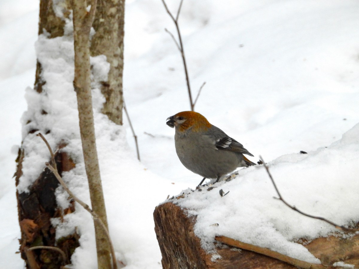 Anniversary Pine Grosbeaks