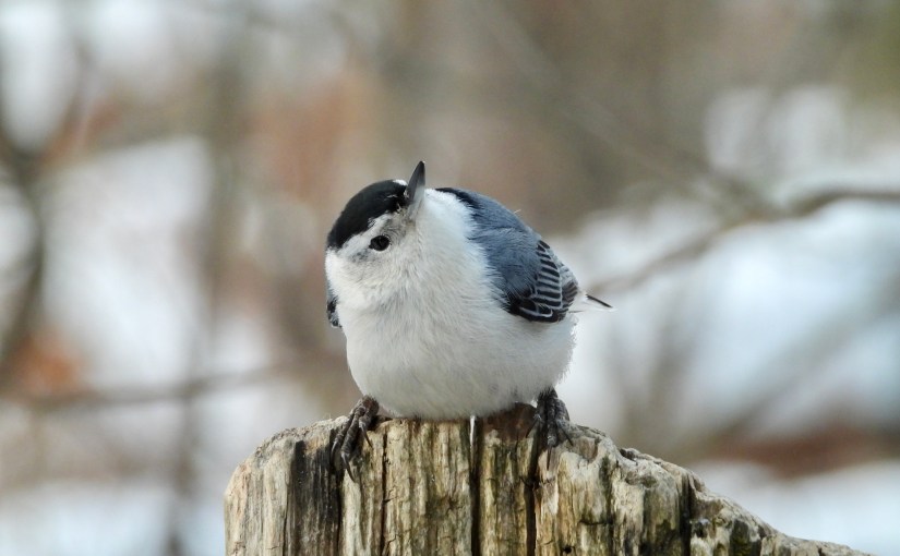 So long 2020, and thanks for all the&nbsp;birds