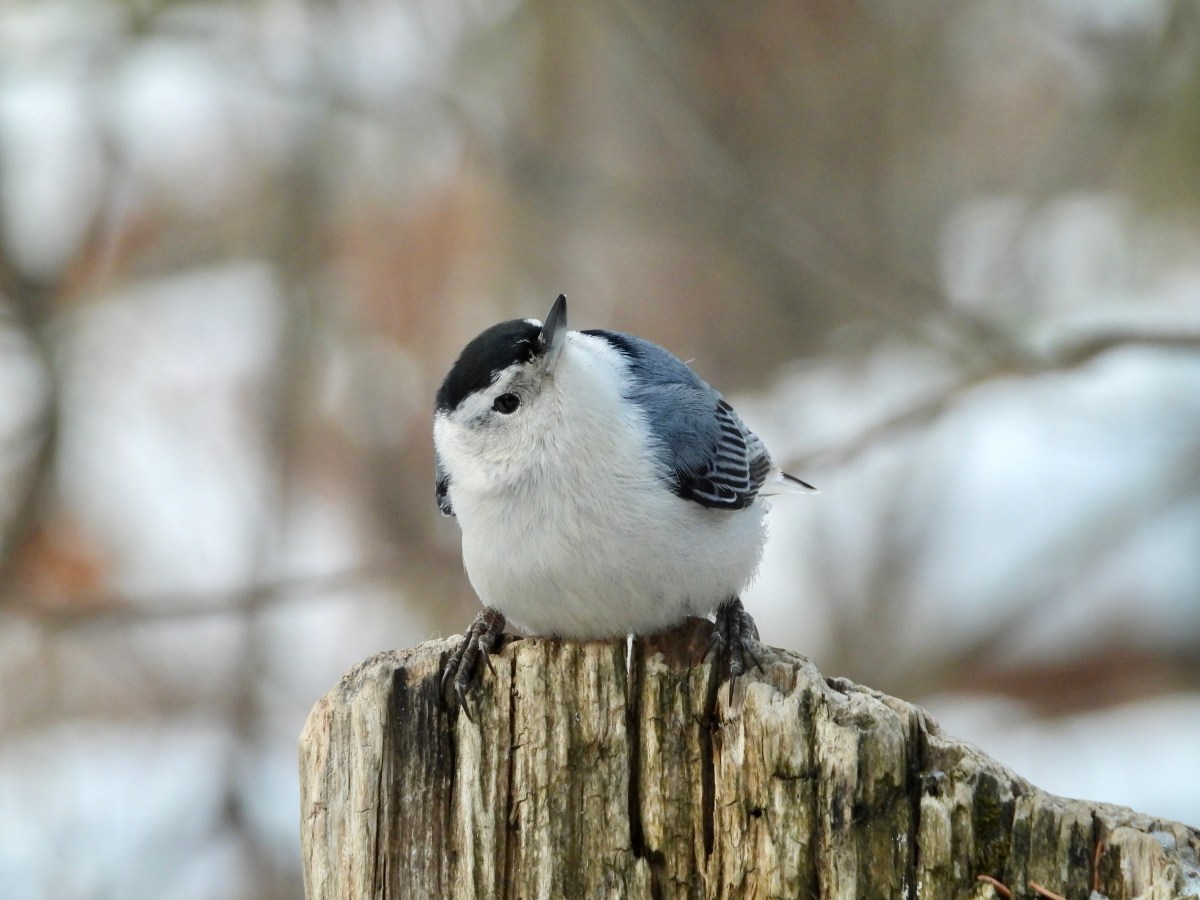 So long 2020, and thanks for all the&nbsp;birds