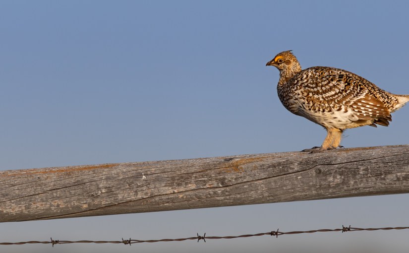 Dawn on the Prairie: Returning to the Wainwright Grouse&nbsp;Lek