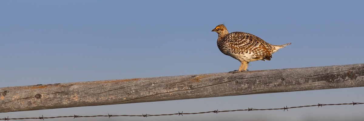 Dawn on the Prairie: Returning to the Wainwright Grouse&nbsp;Lek