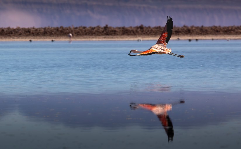 Birding Where the Land&nbsp;Ends