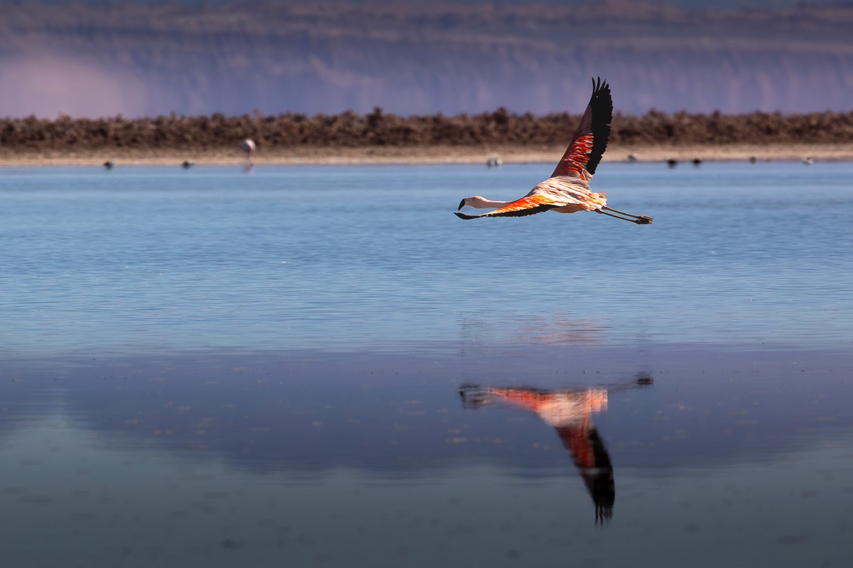 Birding Where the Land&nbsp;Ends